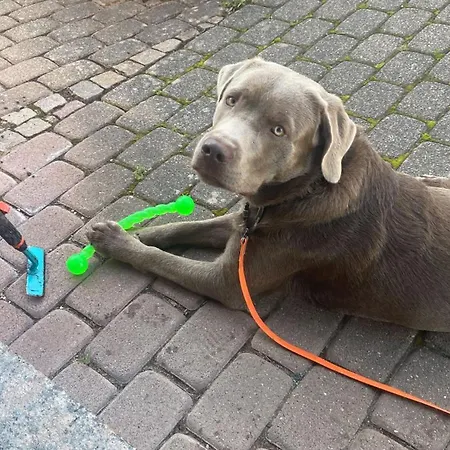 Edgar Und 300 Qm Garten Trier Mosel Eifel Appartement *